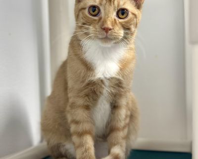 Meet Winston The Old Soul in a Kitten s Body Hello there, kind human. My name is Winston, and though I may only be a young orange-and-white kitten, my eyes hold stories far older than my age. You see, I didn t have the easiest start to life. I spent my earliest days outside, learning the world the hard way hungry, cold, and a little scared. But I never gave up, and that s how I found my way her...