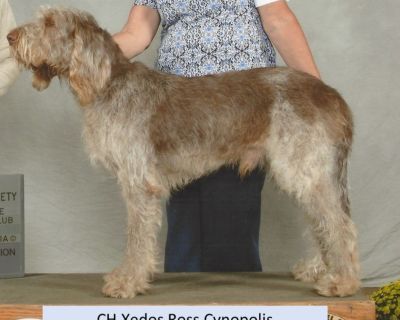 5 Male and 6 Female Spinone Italiano Puppies for Sale