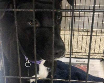 Characteristics Curious, Friendly, Playful Coat length Short Health Vaccinations up to date.. Puppy Female Medium Black