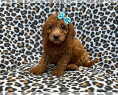 Grace - Goldendoodle (Miniature) Female Puppy for Sale