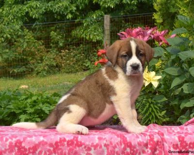 Chai - Saint Bernard Puppy For Sale in Pennsylvania