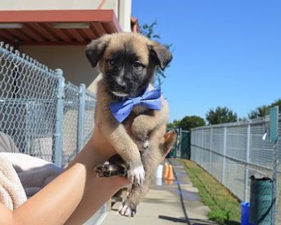 Azul - Akita/Anatolian Shepherd Mix Male Puppy for Adoption