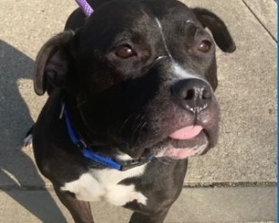 Silly Goose - American Bulldog Mix Male Dog for Adoption