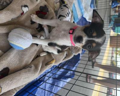 Pixie - Chihuahua/Dachshund Mix Female Puppy for Adoption