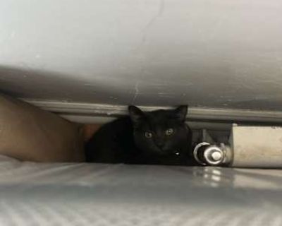 Pepper - Domestic Shorthair Female Cat for Adoption