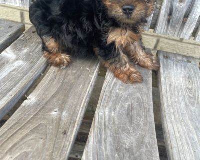 7 wks male yorkie puppy  rehoming fee