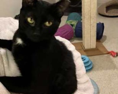 Douglas was found as a stray as part of a TNR project, but finder didn't have a heart to release him back after seeing how friendly he was and it being Halloween time! He is a total attention hog and lap cat and great with other cats!. Purebred Shots current Spayed / Neutered Housetrained. Breed Domestic Shorthair Color Black (All) Age Adult Sex Male Pet ID 21998996 Hair Length