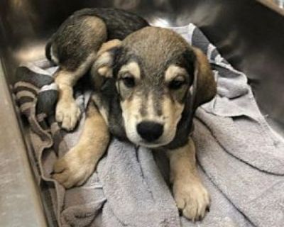 Coffee - Shepherd (Unknown Type)/Labrador Retriever Mix Male Puppy for Adoption