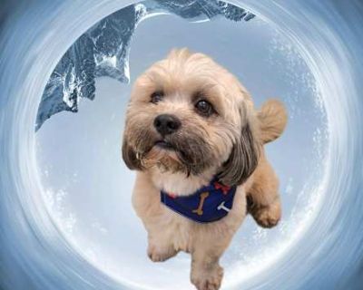 BASIL - Shih Tzu Male Dog for Adoption