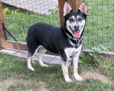 Arabella - Shepherd (Unknown Type)/Australian Kelpie Mix Female Dog for Adoption