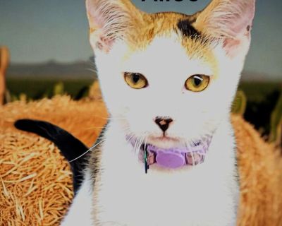 You can fill out an adoption application online on our official website.. Kitten Female Medium