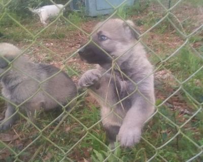 German shepherd puppies