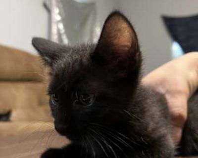 Taco - American Shorthair Female Cat for Adoption