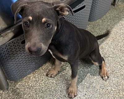 Sunny* - Doberman Pinscher/Shepherd (Unknown Type) Mix Female Puppy for Adoption