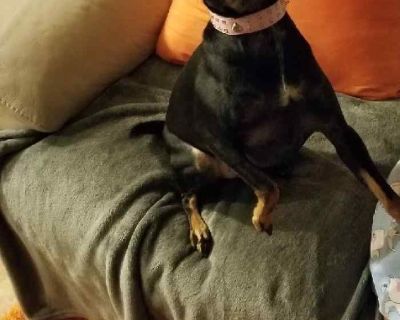 Mini Pinscher