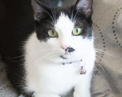 Amaretto - Tuxedo & Domestic Short Hair Mix Female Cat for Adoption