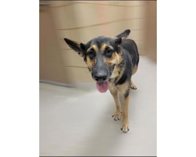 56887283 - German Shepherd Dog/Mixed Breed (Medium) Mix Female Dog for Adoption