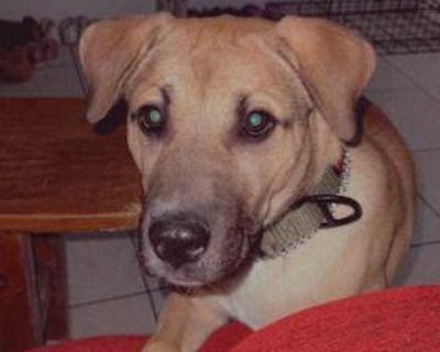 Ragnar - Labrador Retriever Male Dog for Adoption