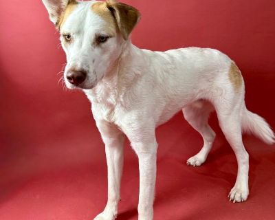 Oatmeal - Husky & Labrador Retriever Mix Male Dog for Adoption