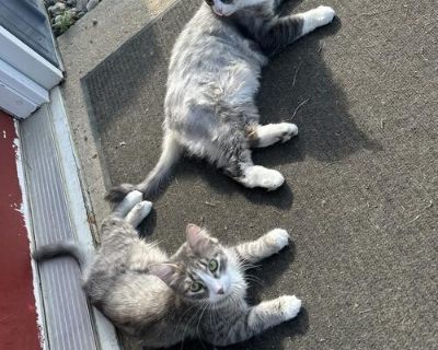 Two cats looking for a good home together they are indoor cats they are brother an