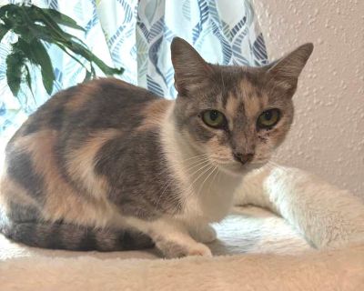 Kitkat - Domestic Shorthair Female Cat for Adoption