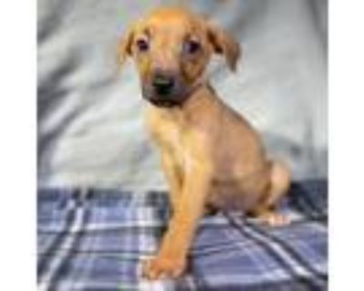 Adopt Andre a Retriever, Mixed Breed