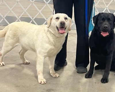 4 Male and 4 Female Labrador Retriever Puppies for Sale