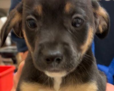 Health Vaccinations up to date.. Puppy Male Small