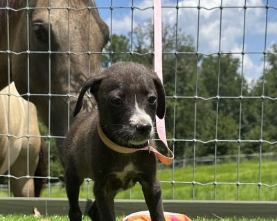 Giggles - Labrador Retriever & Chihuahua Mix Female Puppy for Adoption