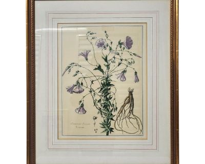 Antique Botanical Engraving With French Matting – “Scammonium Syriacum” After Nicolas Robert