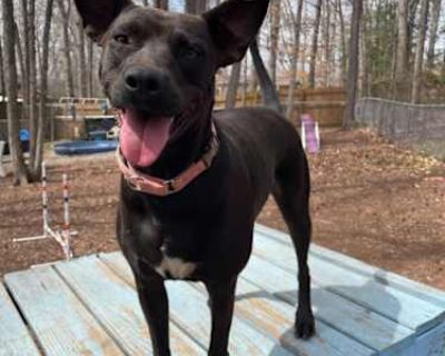 Brandy - American Pit Bull Terrier/Boxer Mix Female Dog for Adoption