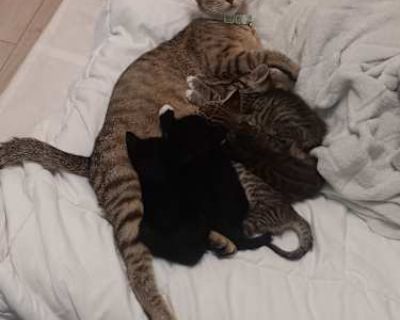 Yubia - American Shorthair Female Cat for Adoption