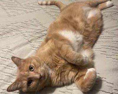 We adopted Kiko during Covid. He was abandoned as a kitten and found on the street. He was very sick with a respiratory infection & worms but we nursed him back to health & he s now a 4 years old& is a (mostly) healthy cat. He is susceptible to UTIs but this is easily controlled by diet. He just eats urinary control food, which is easy to find at the pet store. He loves people and will greet yo...