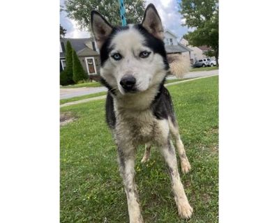 Muddy Buddy - Husky Male Dog for Adoption