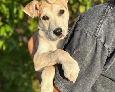 Health Vaccinations up to date.. Puppy Male Small Yellow / Tan / Blond / Fawn , Black