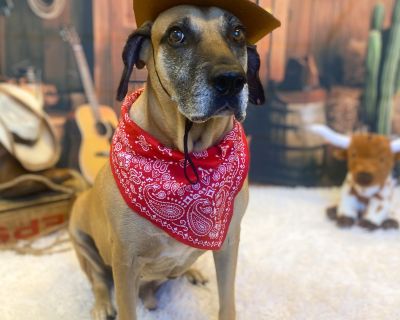 Meet Hunter, a loving and loyal 5-year-old who s ready for his forever home. Rescued from the streets of Houston, he has blossomed into a gentle, affectionate companion with a heart full of love. He bonds deeply with women and children and gets along wonderfully with other dogs and cats but he is not comfortable with men, so he will thrive best in a female-only or women-led household. Hunter is...