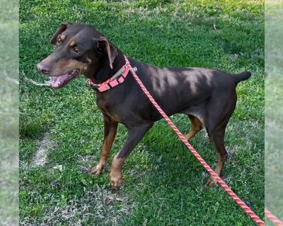 Sadie Mae - Doberman Pinscher Female Puppy for Adoption