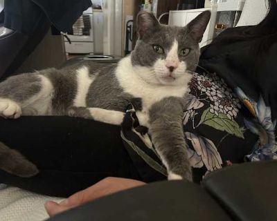 Hello, my name is Silver. I get along with other cats. I love chicken, and I will sing a cute song and talk to you while you prepare my food. I am a lap cat and love attention. I am also independent enough to lounge around the house until you come home. My previous owner died and I became stray for awhile. My new cat-parents took me in and have given me a new lease on life. I am thriving, but m...