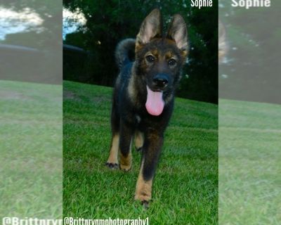 Girl 2 - German Shepherd Dog-Siberian Husky Mix Female Puppy for Sale