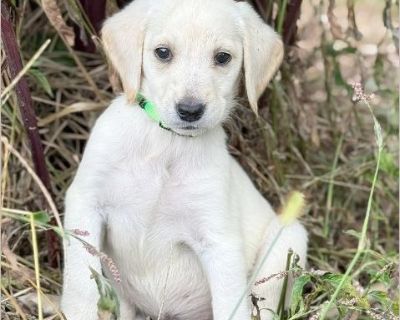 Lilly - Female Puppy Lab for Adoption
