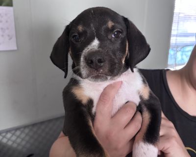 CHOCOLATE CHIP (The Cookie Crew - Border Collie & Shepherd Mix Male Puppy for Adoption