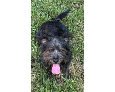 Brooks - Terrier (Unknown Type, Medium)/Mixed Breed (Medium) Mix Male Dog for Adoption