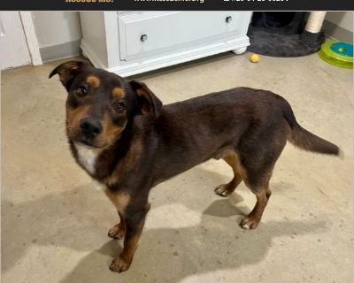 Merlin - Male Puppy Doberman Pinscher / Lab for Adoption
