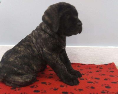 Jack - English Mastiff Puppy For Sale in Pennsylvania