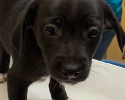 Health Vaccinations up to date.. Puppy Male Small