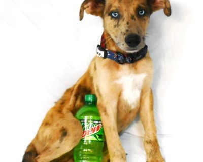 Mountain Dew - Catahoula Leopard Dog & Labrador Retriever Mix Male Puppy for Adoption