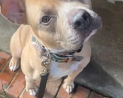 Kayne - American Pit Bull Terrier/American Bulldog Mix Male Dog for Adoption