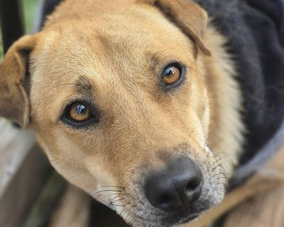 Payton - Mixed Breed Female Dog for Adoption