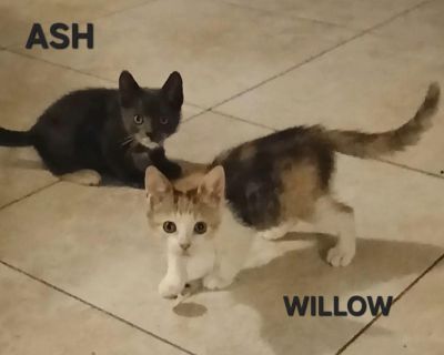 Ash & Willow BONDED - Domestic Short Hair & Domestic Medium Hair Mix Male Cat for Adoption
