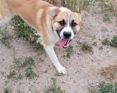 DUKE - Border Collie Male Dog for Adoption